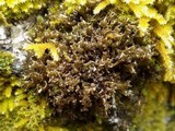 Leptogium palmatum image
