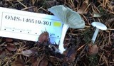Clitocybe odora image