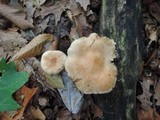 Pholiota lenta image