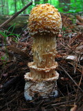 Amanita amerimuscaria image