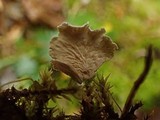 Arrhenia retiruga image