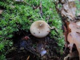 Hygrophorus agathosmus image