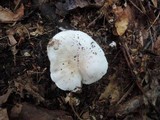 Tricholoma lascivum image