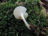 Cuphophyllus virgineus image