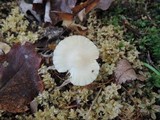 Cuphophyllus virgineus image