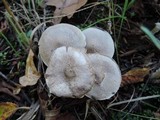 Tricholoma scalpturatum image