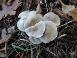 Tricholoma scalpturatum image