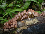 Mycena renati image
