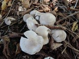 Tricholoma scalpturatum image