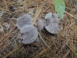 Tricholoma terreum image