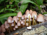 Mycena renati image