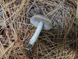 Tricholoma terreum image