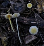 Mycena crocea image