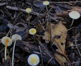 Mycena crocea image