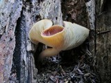 Tricholomopsis rutilans image