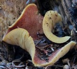 Tricholomopsis rutilans image