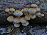 Pholiota squarrosoides image