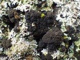 Lobaria amplissima image