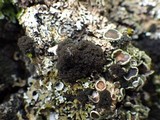 Lobaria amplissima image
