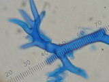 Calbovista subsculpta image