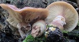 Armillaria gallica image