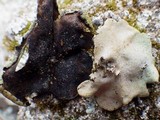 Umbilicaria grisea image