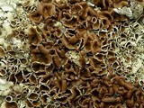 Xanthoparmelia protomatrae image