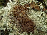 Xanthoparmelia protomatrae image