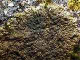 Xanthoparmelia verruculifera image