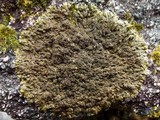 Xanthoparmelia verruculifera image