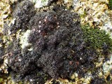 Polychidium muscicola image