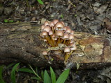 Mycena renati image