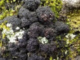 Polychidium muscicola image