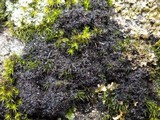 Polychidium muscicola image