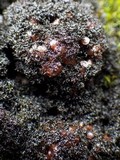 Polychidium muscicola image