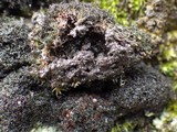 Polychidium muscicola image