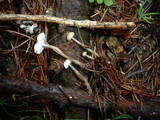 Roridomyces roridus image