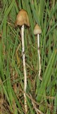 Psilocybe semilanceata image