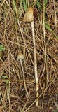 Psilocybe semilanceata image