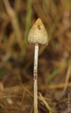 Psilocybe semilanceata image