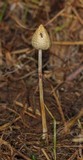 Psilocybe semilanceata image