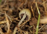 Psilocybe semilanceata image