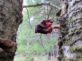 Gyromitra infula image