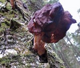 Gyromitra infula image
