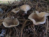 Ampulloclitocybe clavipes image