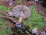 Amanita porphyria image