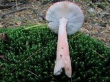 Russula peckii image