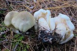 Tricholoma saponaceum image