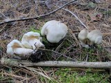 Tricholoma saponaceum image