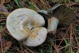 Lactarius chelidonium image